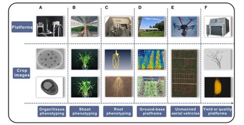 plantae review crop phenomics  high throughput phenotyping mol