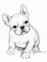 Bulldog Frenchie sketch template