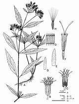 Capitulum Riparia Ageratina Dissected Habit Involucral Outer sketch template