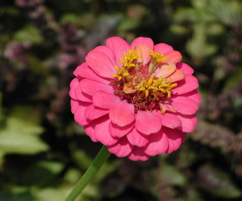 pink zinnia flower nature photo gallery
