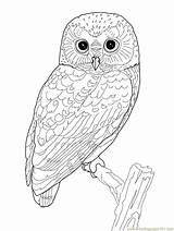 Coloring Pages Owl Mandala Printable Elf Coloringpages101 Kids Animal Sheets Adult sketch template