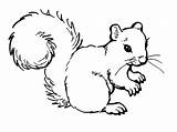 Squirrel Coloring Pages Kids Printable Clipart Preschool Color Singing Animal Popular While Fun Use Drawing Clipground Simple Line Ol Hop sketch template