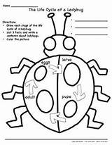 Ladybug Life Cycle Writing Pages Color Activity Coloring Activities Kids Kid sketch template