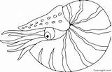 Nautilus Coloringall Mollusks sketch template