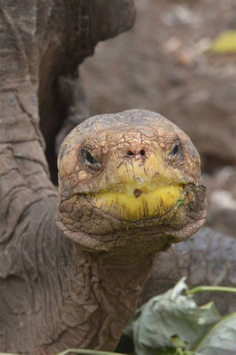 Meet Diego The Loved Up Tortoise Who Had So Much Sex He Saved His
