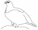 Ptarmigan Willow Coloring Pages Birds Animals Rated Zone Learning Kids sketch template