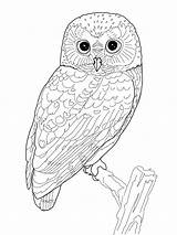 Coloring Owl Pages Realistic Kids Adult Printable Drawings Drawing Bird sketch template