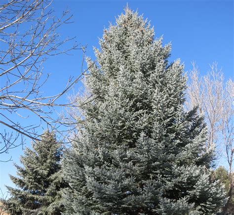 wandering botanist plant story  stately colorado blue spruce