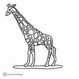 Zoo Giraffe Pages Coloring sketch template