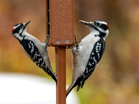 female and male downy woodpecker