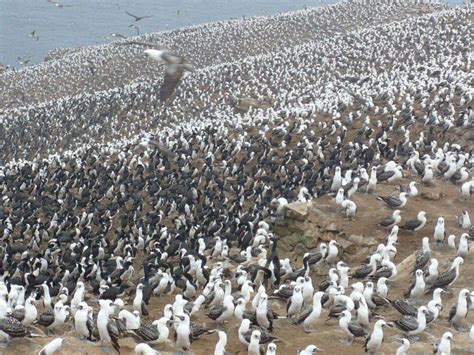 el auge del guano de las islas la joya de los fertilizantes organicos