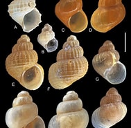 Afbeeldingsresultaten voor Rissoidae Wikipedia. Grootte: 189 x 185. Bron: www.researchgate.net