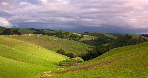 pastoral california hillside matt tilghman photography