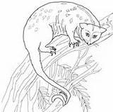 Possum Coloring Brushtail Pages Glider Sugar Drawings sketch template