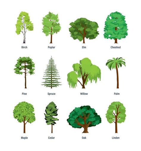 types  trees  shrubs