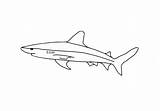 Haifisch Malvorlage Ausmalbilder sketch template