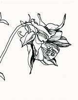 Columbine sketch template