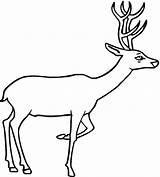 Deer Coloring Pages Drawing Clipart Kids Printable Line Animal Template Wildlife Outline Print Dear Baby Animals Templates Tailed Whitetail Curious sketch template