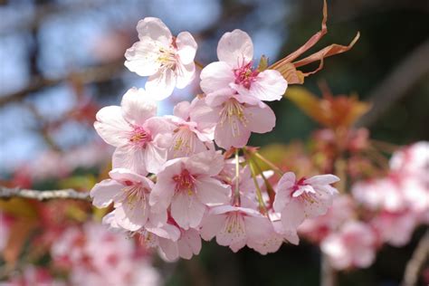 readyclickandgo cherry blossom time  japan