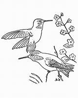 Coloring Ruby Throated Two Hummingbird Pages Getdrawings sketch template