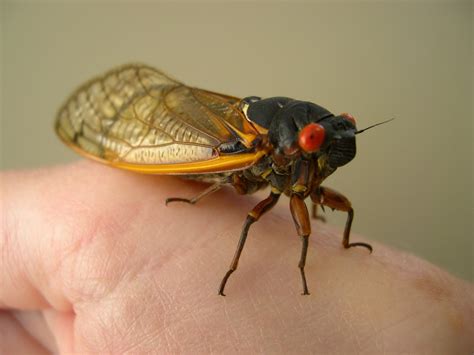 cicadas pictures