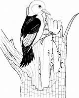 Woodpecker Coloring Pages Red Headed Woodpeckers Printable Gif Kids Bird Supercoloring Choose Board Clipart Pixels Drawing Categories sketch template