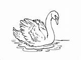 Swan Coloring Printable Print Pages Cygne Animals Coloringbay sketch template
