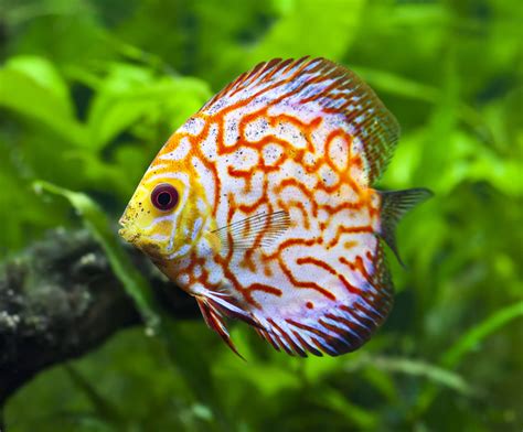 ways    maintenance  discus fish   aquarium fish hobbyist