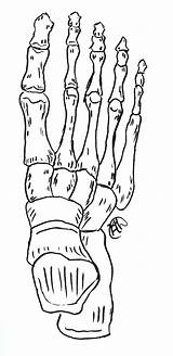 Foot Bones Skeleton Drawing Pie Getdrawings Deviantart sketch template