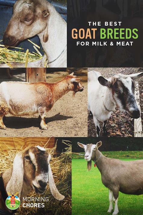 goat breeds  milk  meat production