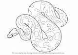 Python Drawing Snake Draw Step Ball Reptiles Burmese Drawings Tutorials Getdrawings Learn sketch template