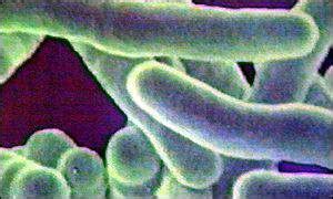 bbc news health fungal link offers tb hope