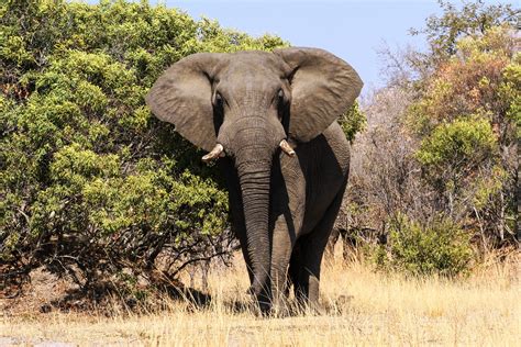 stunning   elephants   wild readers digest