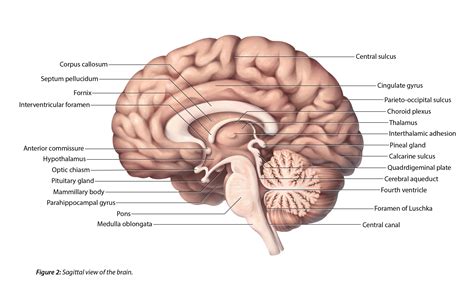 lateral  sagittal views   brain  cheung biomedical