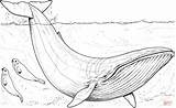 Whale Supercoloring Whales sketch template