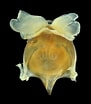 Afbeeldingsresultaten voor "cavolinia uncinata pulsatapusilla Pulsatoides". Grootte: 91 x 104. Bron: catalog.digitalarchives.tw