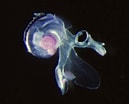 Afbeeldingsresultaten voor Atlanta echinogyra Anatomie. Grootte: 129 x 104. Bron: tolweb.org