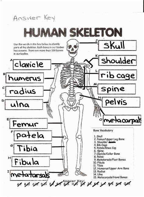 list   printable human anatomy coloring pages