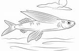 Trout Flying sketch template