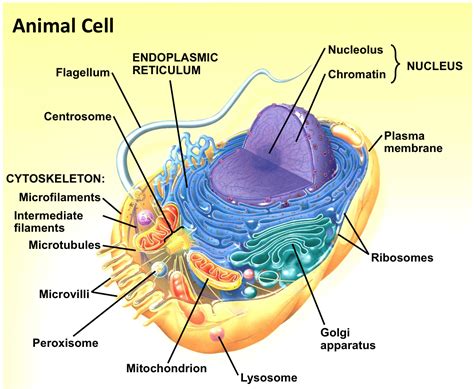 animal cell membrane        model   cell membrane muitos modelos