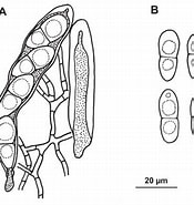 Afbeeldingsresultaten voor "pontophilus Echinulatus". Grootte: 175 x 185. Bron: www.researchgate.net