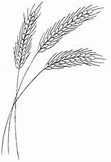 Wheat Drawing Embroidery Line Clipart Sketch Patterns Stalk Hand Flickr Template Shape Drawings Designs Dessin Pattern Para Wb Flowers Sheaf sketch template