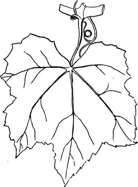 grape leaf drawing  getdrawings