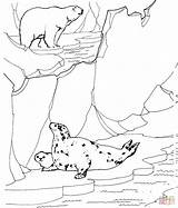Polar Bear Coloring Pages Tundra Animals Arctic Printable Seals Seal Hunting Color Ringed Print Clipart Wildlife Zoo Supercoloring Bears Designlooter sketch template