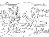 Coloring Pages Cougar Puma Lion Mountain Printable South Florida American Panthers Print Panther Sheet Color Kids Animal Drawing Supercoloring Lions sketch template