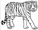 Tiger Coloring Pages Drawing Tigers Color Lion Bengal Animal Siberian Printable Tooth Kids Saber Detroit Colouring Animals Pencil Realistic Baby sketch template