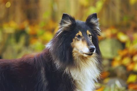top  large long haired dog breeds canine weekly long haired dog