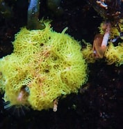 Afbeeldingsresultaten voor "clathrina Cribrata". Grootte: 177 x 185. Bron: spongeguide.uncw.edu