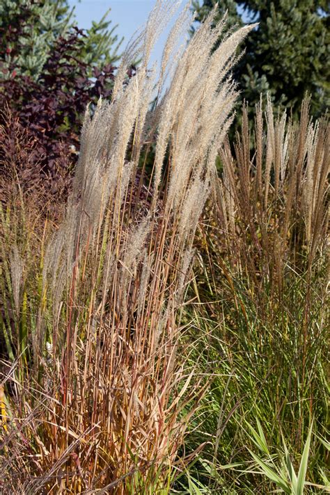 flame miscanthus grass pahl s market apple valley mn