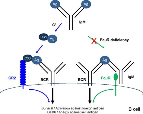 critical role   igm fc receptor  igm homeostasis  cell survival  humoral immune